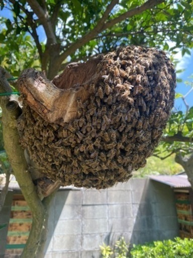 2025年日本ミツバチ入り重箱5段（一群）