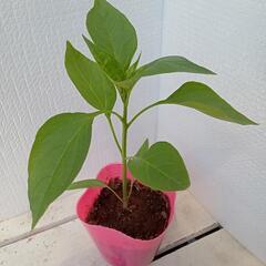 野菜苗トウガラシ(中辛)