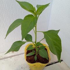 野菜苗トウガラシ(中辛)の画像