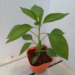 野菜苗トウガラシ(中辛)の画像