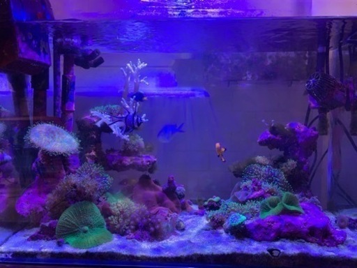 お取引中　海水魚水槽、水槽周り　海水魚　まとめて売ります