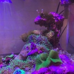 お取引中　海水魚水槽、水槽周り　海水魚　まとめて売りますの画像