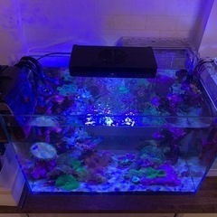 お取引中　海水魚水槽、水槽周り　海水魚　まとめて売りますの画像