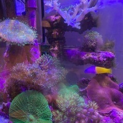 お取引中　海水魚水槽、水槽周り　海水魚　まとめて売りますの画像