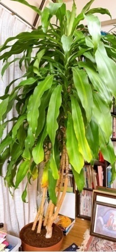 代理投稿　観葉植物　ドラセナ2メートル