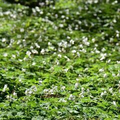 【あと１名５名決】4/16（日）南高尾・ニリンソウ群生地・草戸山