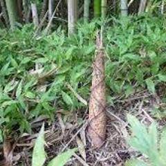 和歌山県南部でたけのこ取りしませんか