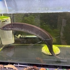 ハイギョ　熱帯魚