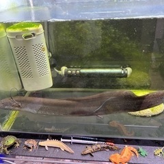 ハイギョ　熱帯魚の画像