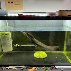 ハイギョ　熱帯魚の画像