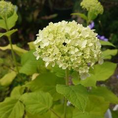 アジサイ  🌼.*アナベル  花木  苗 ガーデニングの画像