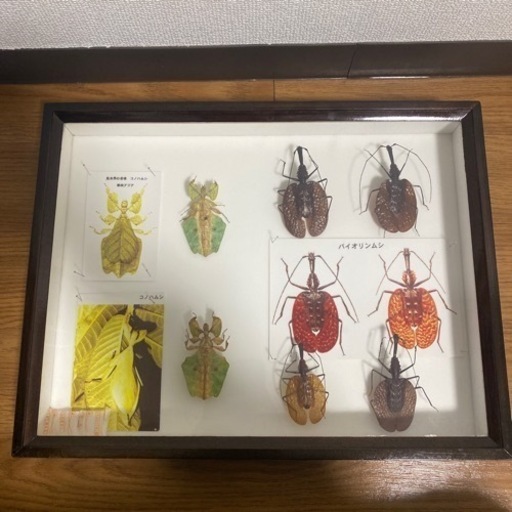 昆虫標本　キクロマトス6頭セット　ブリード品 昆虫標本 キクロマトス6頭セット ブリード品 セット標本 , 蝶の