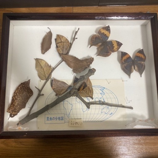 昆虫標本　6点セット