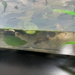 ポリプテルスセネガルス　2匹10㎝未満