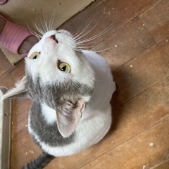 障害福祉サービスの訪問介護です。の画像
