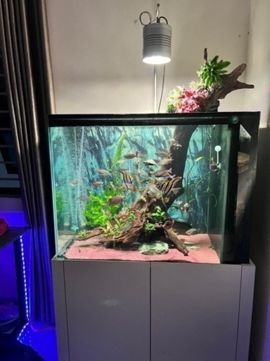 Week Aqua T90 Pro UVAライト