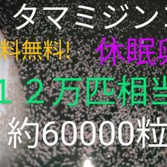 送料無料!　タマミジンコ　休眠卵　１２万匹相当（約60000個）...