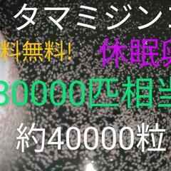 送料無料!　タマミジンコ　休眠卵　80000匹相当（約40000...