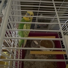 セキセイインコ2羽