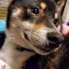 犬友達募集