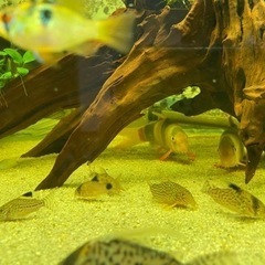 熱帯魚　クラウンローチ　2匹の画像