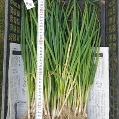 ⑤石倉一本ネギ50本