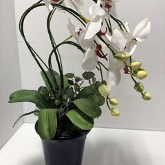▼【蘭　造花　インテリア　事務所　装飾品　H60cm 】（NF2...