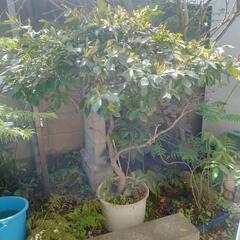 椿　ツバキ　園芸　植木　植木鉢　ガーデニング