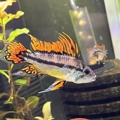 アピストグラマ メンデジィ トリオ F1