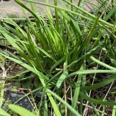 ニラ株譲ります。の画像