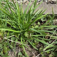 ニラ株譲ります。の画像