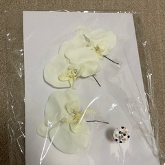 胡蝶蘭