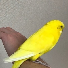 セキセイインコ (ダブルファクター) 4歳 (RR197605) 茨木のその他の