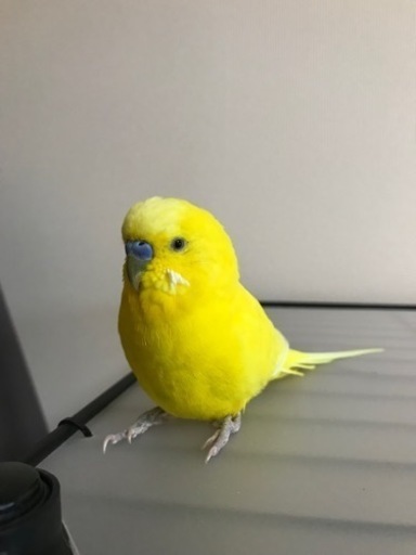 セキセイインコ (ダブルファクター) 4歳 (RR197605) 茨木のその他の