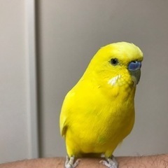 セキセイインコ (ダブルファクター) 4歳 (RR197605) 茨木のその他の