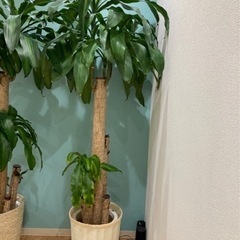 観葉植物(おそらくドラセナ) 