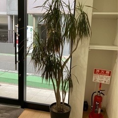 観葉植物(おそらくドラセナコンシンネ)