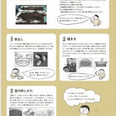 稲の苗 9本 （バケツ1つ分）の画像