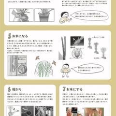 稲の苗 9本 （バケツ1つ分）の画像
