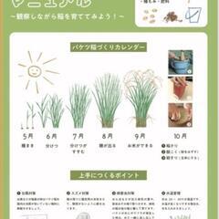 稲の苗 9本 （バケツ1つ分）の画像