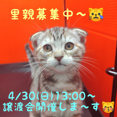 2/5生スコテッシュホールド♀ブラウンパッチドタビー(トライアウト猫)