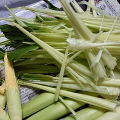 残りわずか ヤングコーンの皮&葉(ひげ少量混)