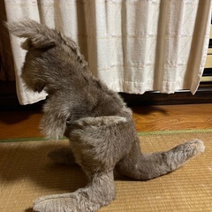 カンガルー　ぬいぐるみ　親子の画像