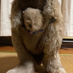 カンガルー　ぬいぐるみ　親子の画像