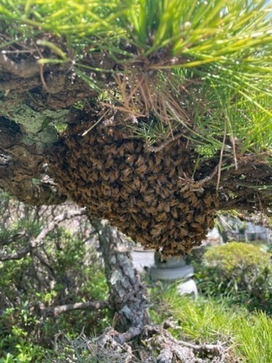 西洋蜜蜂箱入り　取りに来られる方のみ予約順