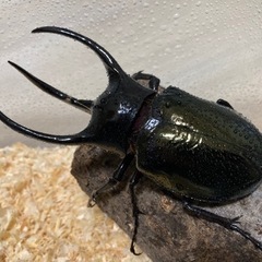 コーカサスオオカブト　幼虫ペアの画像