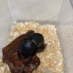 コーカサスオオカブト　幼虫ペアの画像