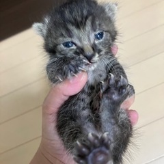かわいい子猫　生後10日くらい