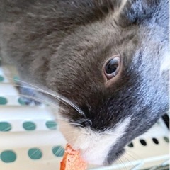 ミックスうさぎオス