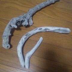 流木の画像